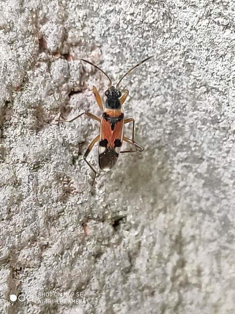 Beosus quadripunctatus - pettyes homokibodobács