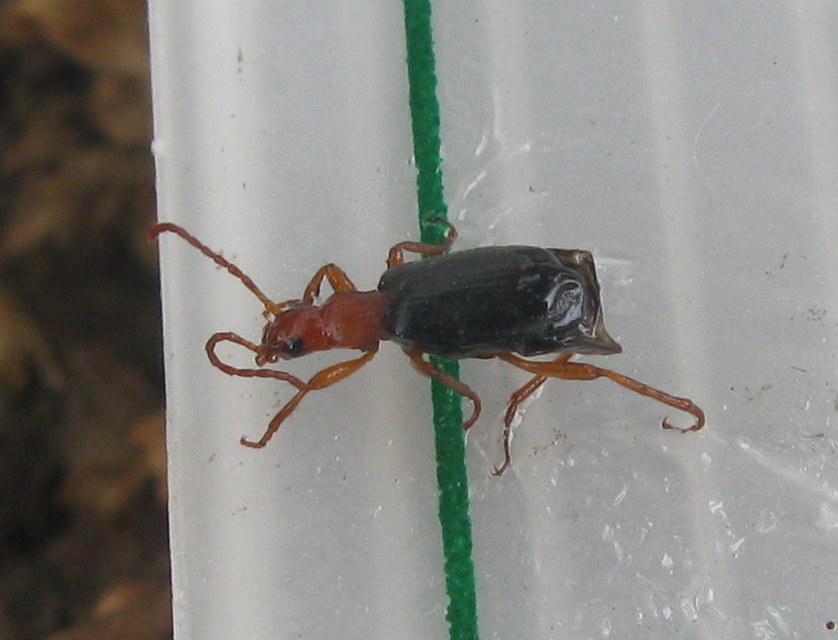 Brachinus