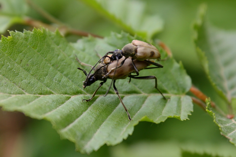 Pachytodes cerambyciformis - változékony virágcincér