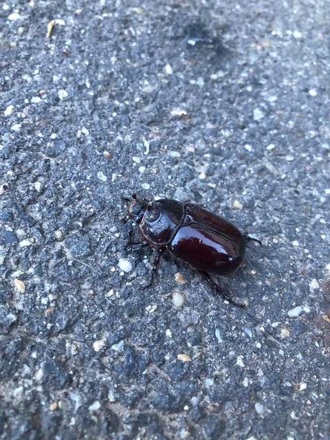 Oryctes nasicornis - orrszarvú bogár