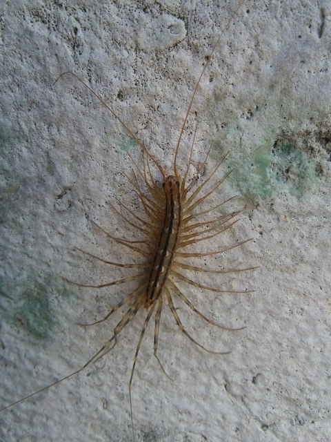 Scutigera coleoptrata - légyölő pókszázlábú