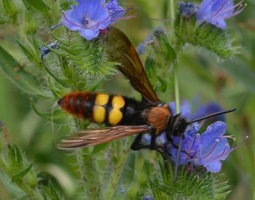 Megascolia maculata - óriás-tőrösdarázs