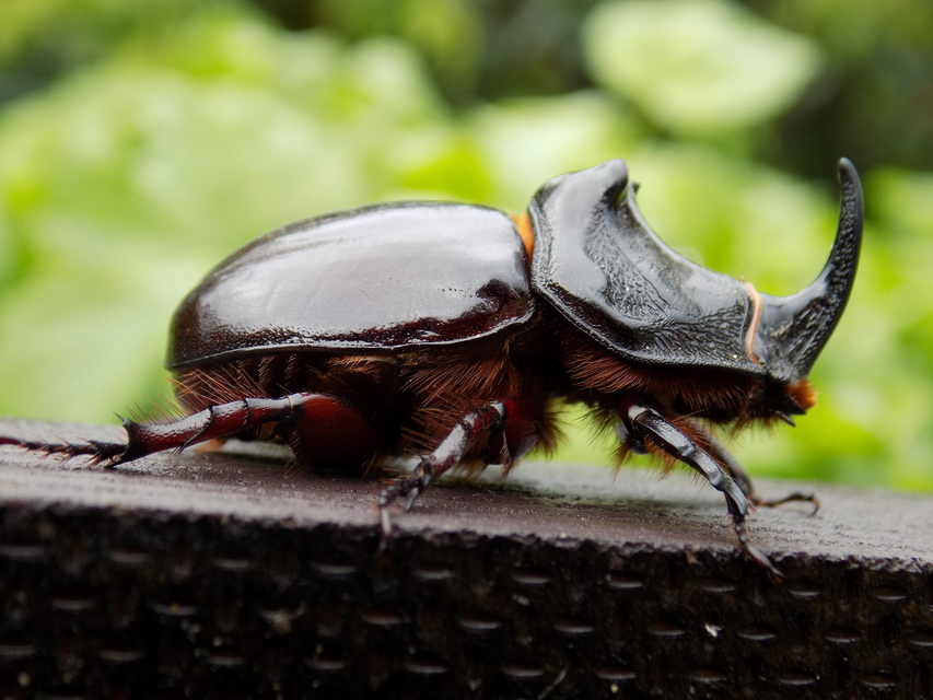 Oryctes nasicornis - orrszarvú bogár