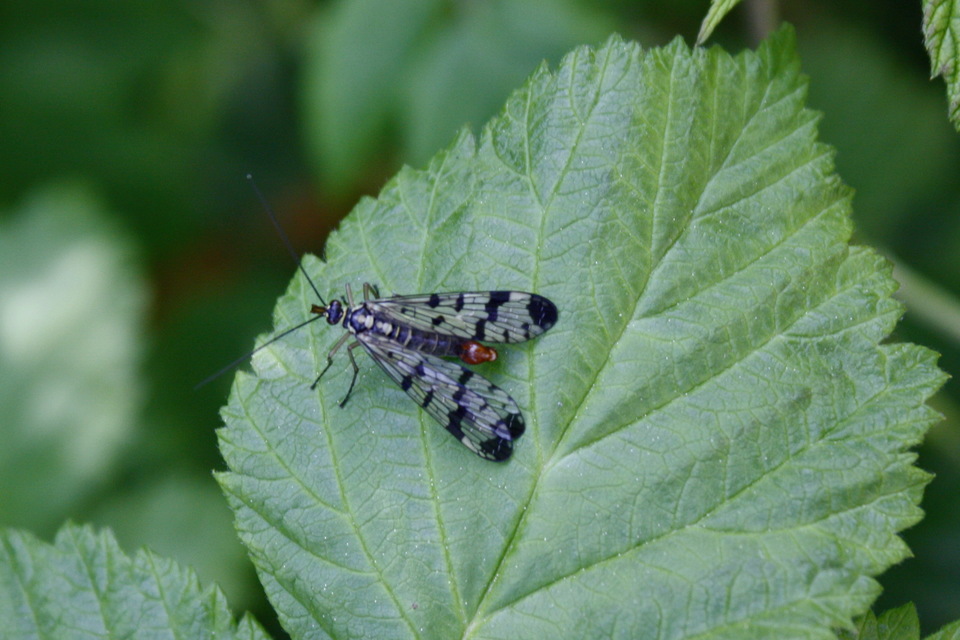 Panorpa communis/vulgaris