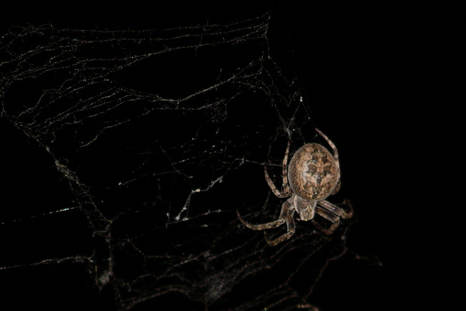 Larinioides ixobolus - ereszalji keresztespók