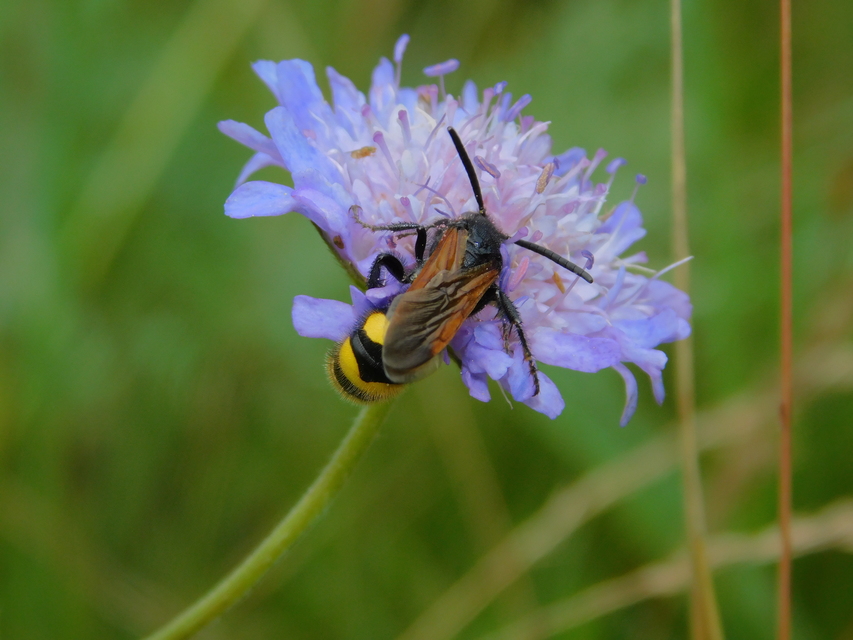 Scolia fusciformis - mediterrán tőrösdarázs