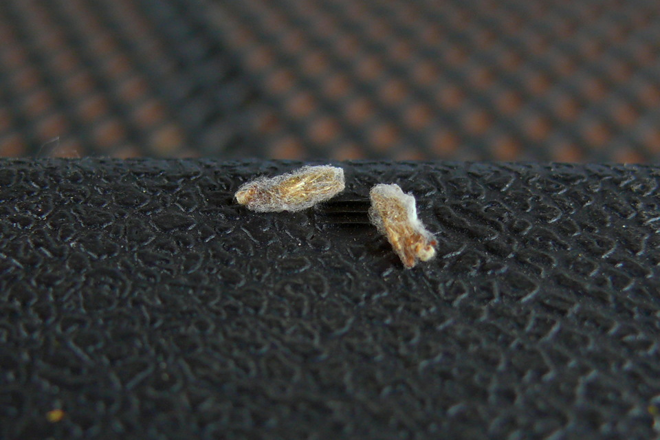 Plodia interpunctella - aszalványmoly