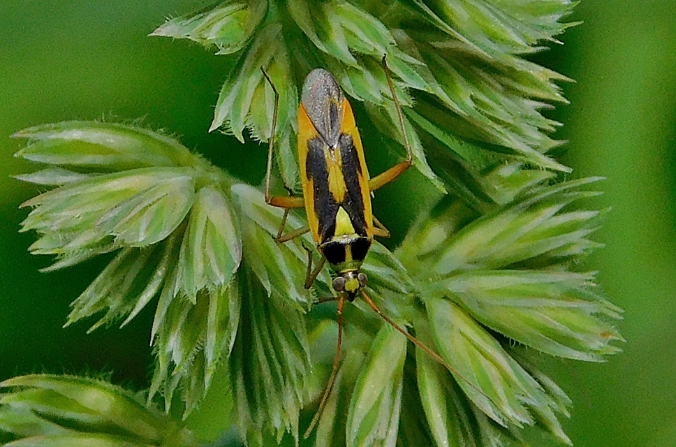 Stenotus binotatus - kétfoltos mezeipoloska