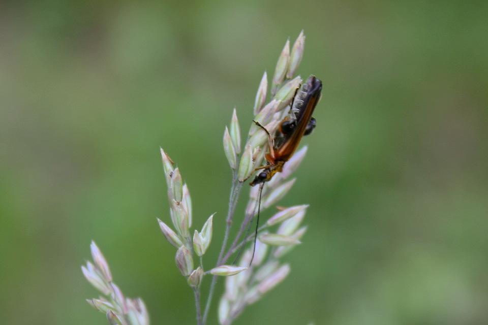 Oedemera podagrariae - székfű-álcincér