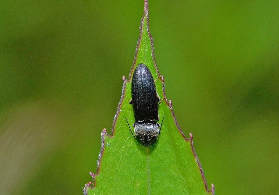 Dicronychus