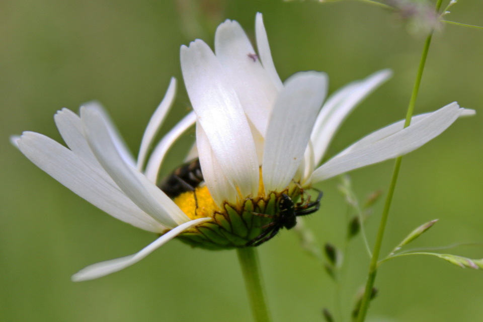 Synema globosum - fekete-sárga karolópók
