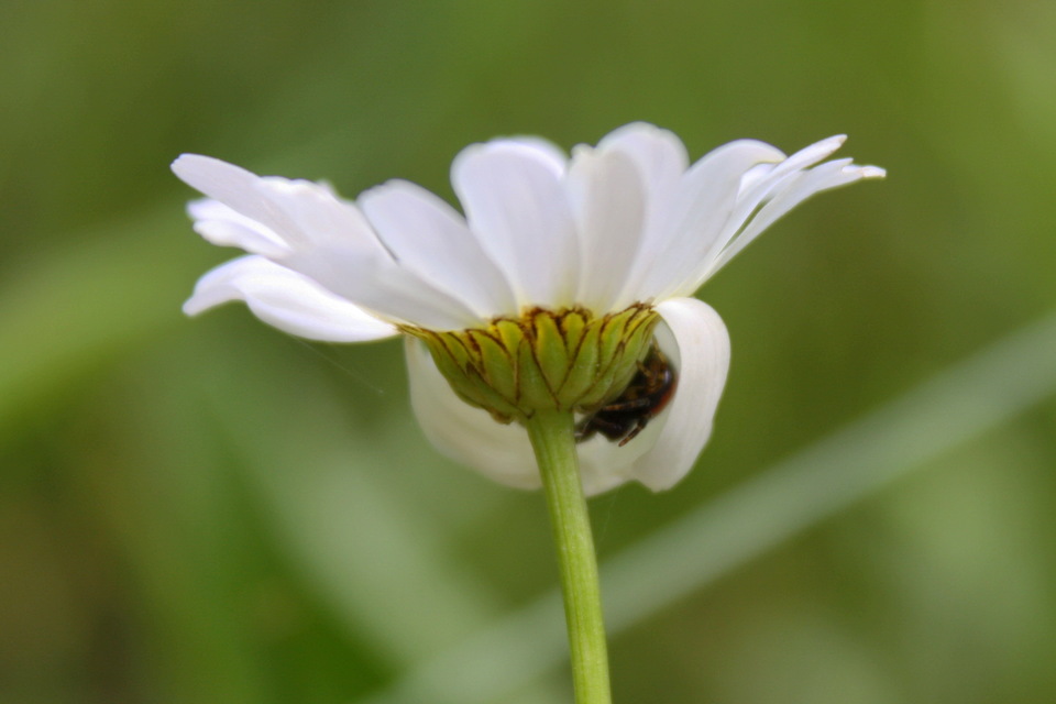 Synema globosum/ornatum