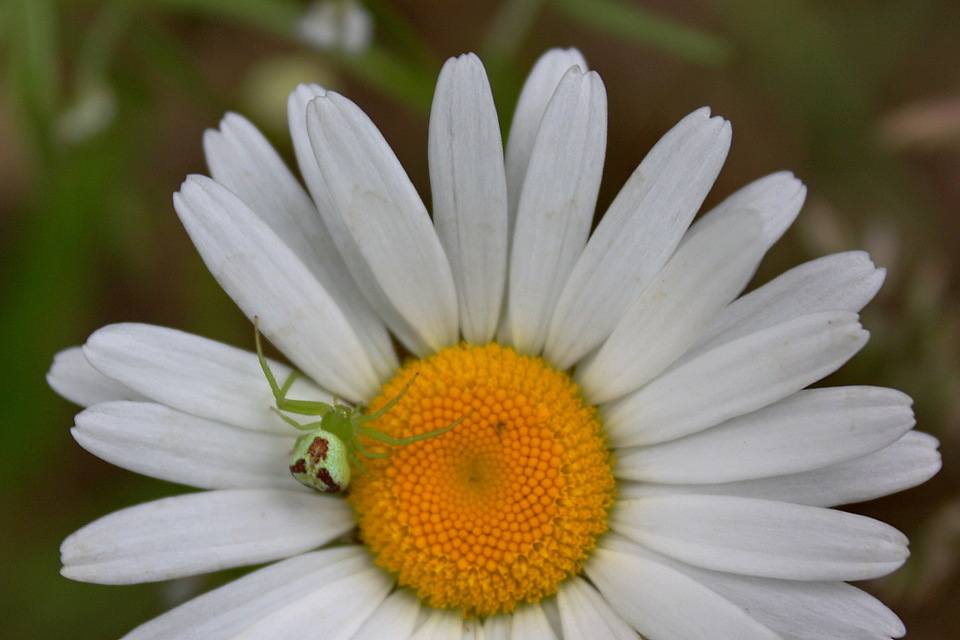 Ebrechtella tricuspidata - alakoskodó karolópók