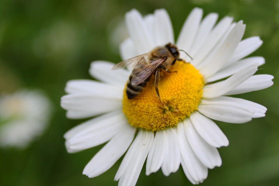 Apis mellifera - háziméh