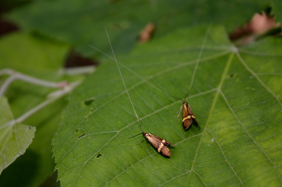 Nemophora degeerella - pompás tőrösmoly