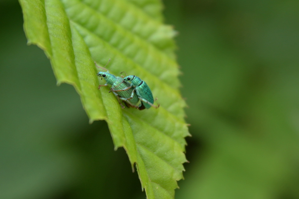Polydrusus formosus - selymes lombormányos
