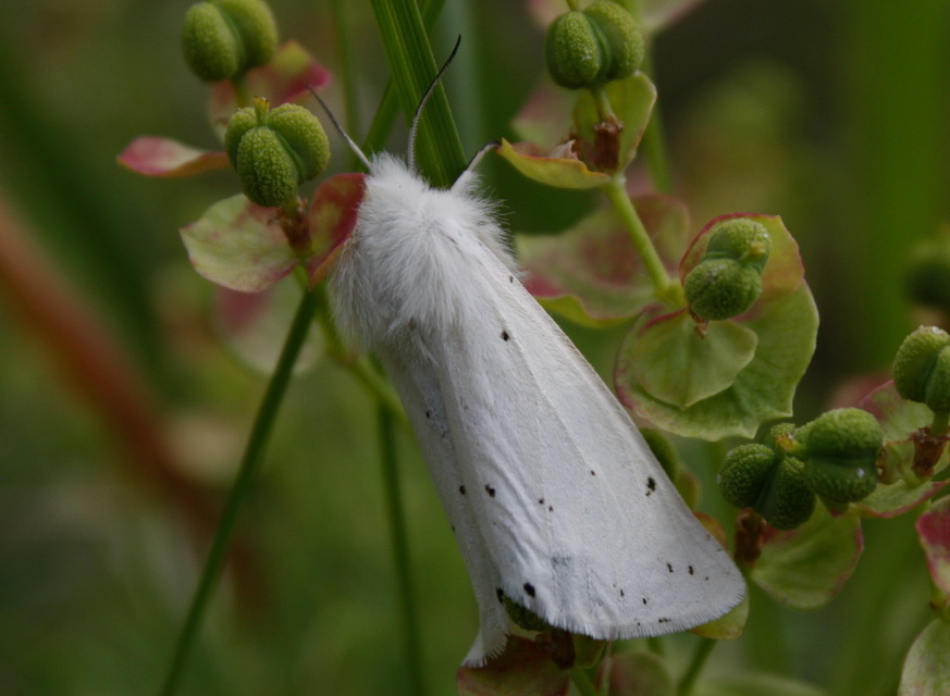 Spilosoma urticae - hószínű medvelepke