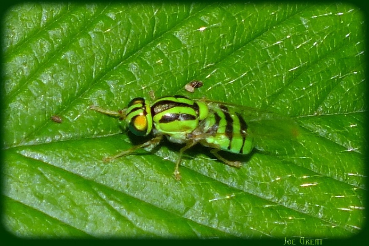 Oxycera trilineata - fémzöld kurtalégy