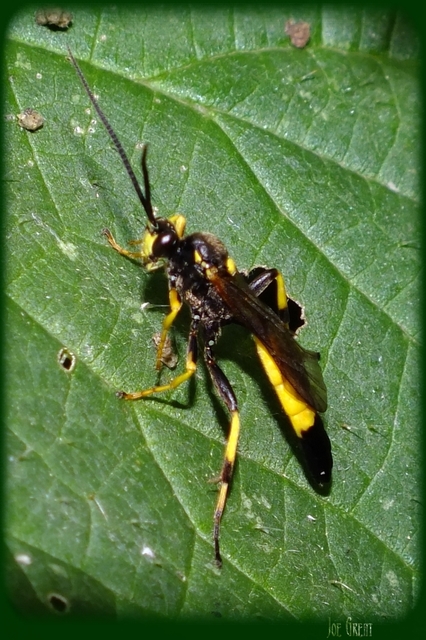 Ichneumoninae