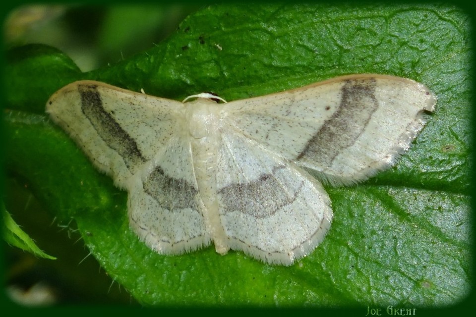 Idaea aversata - nagy sávosaraszoló