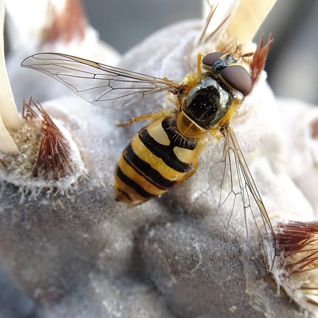 Syrphidae - zengőlegyek