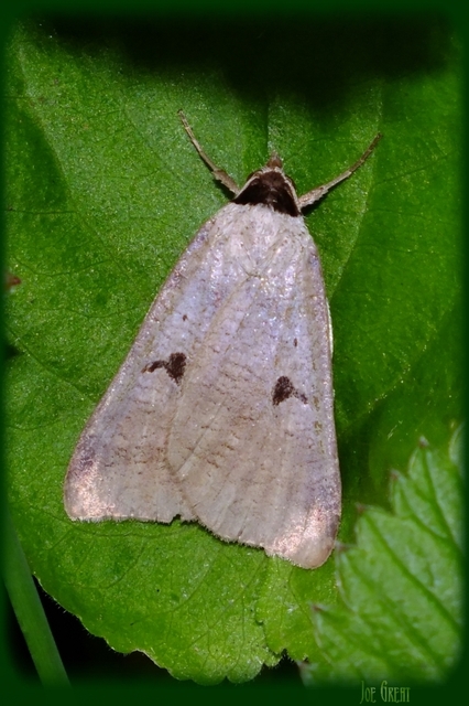 Lygephila pastinum - közönséges csüdfűbagoly