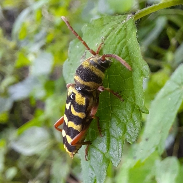 Echinocerus floralis - lucerna-darázscincér