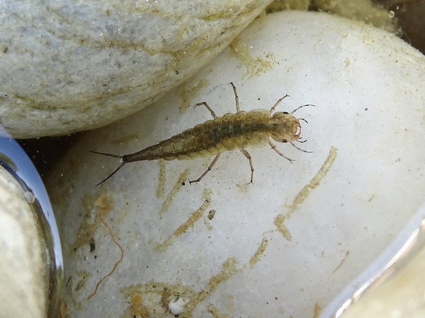 Dytiscidae - csíkbogárfélék