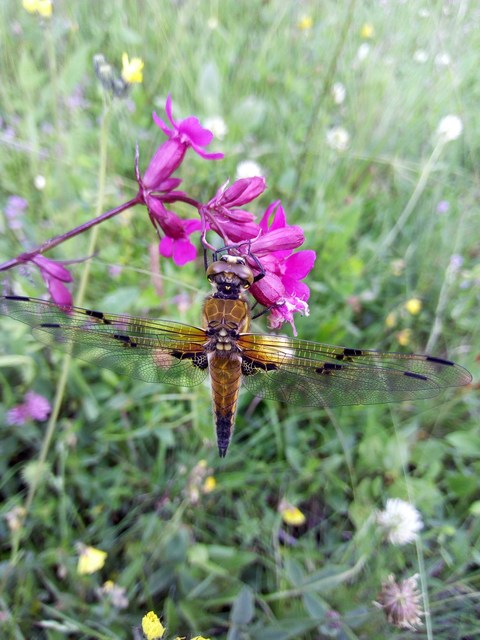 Libellula quadrimaculata - négyfoltos laposacsa