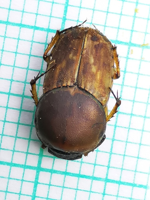 Euoniticellus fulvus - halványfoltos trágyatúró