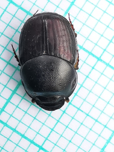 Onthophagus taurus - szarvas trágyatúró