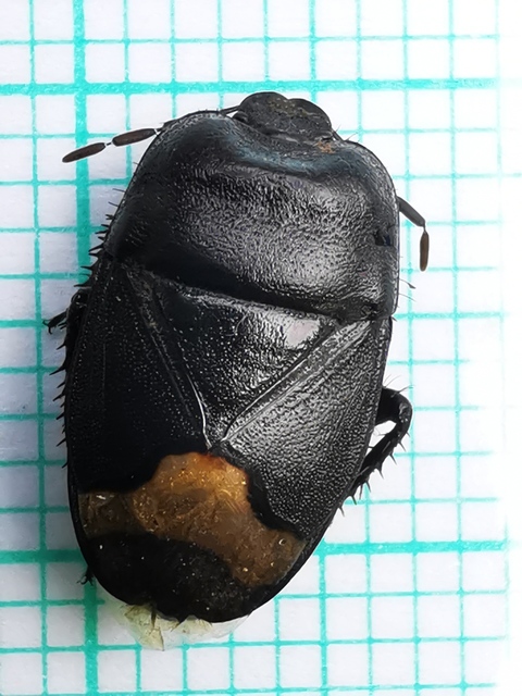 Cydnus aterrimus - nagy földipoloska