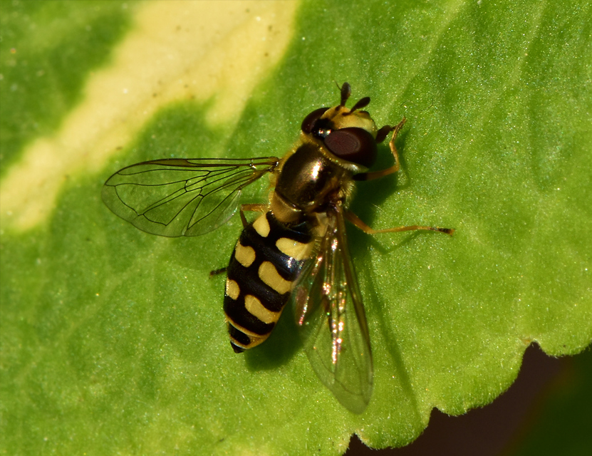 Eupeodes