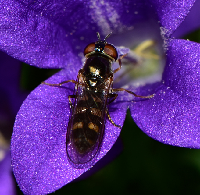 Platycheirus