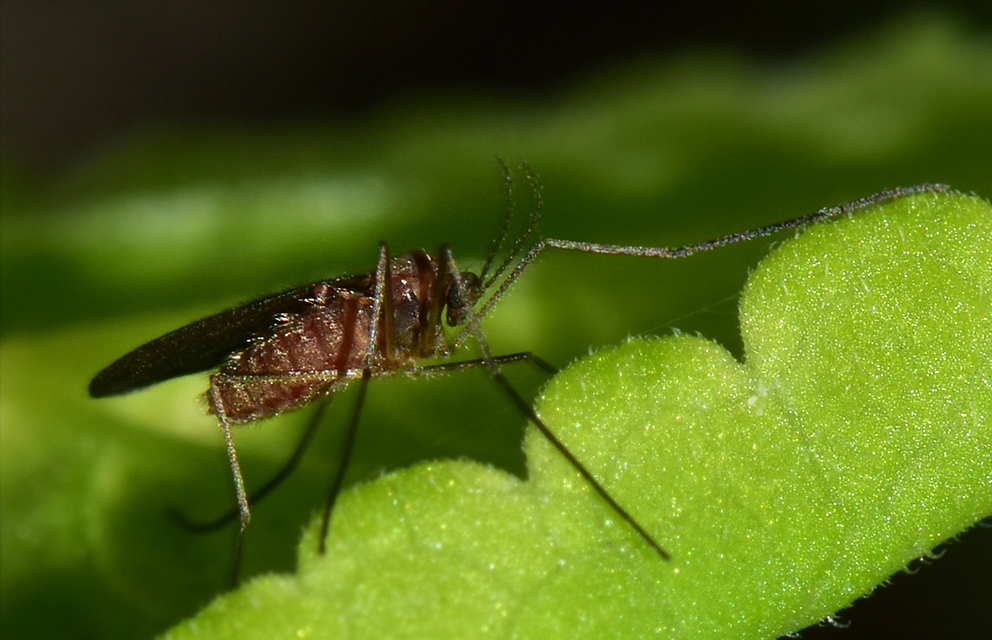 Cecidomyiidae - gubacsszúnyogok