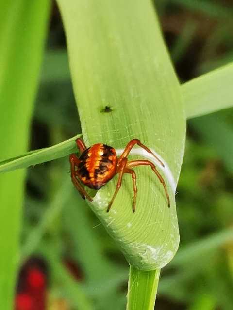 Hypsosinga sanguinea - vérszínű keresztespók