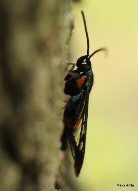 Sesiidae - szitkárfélék