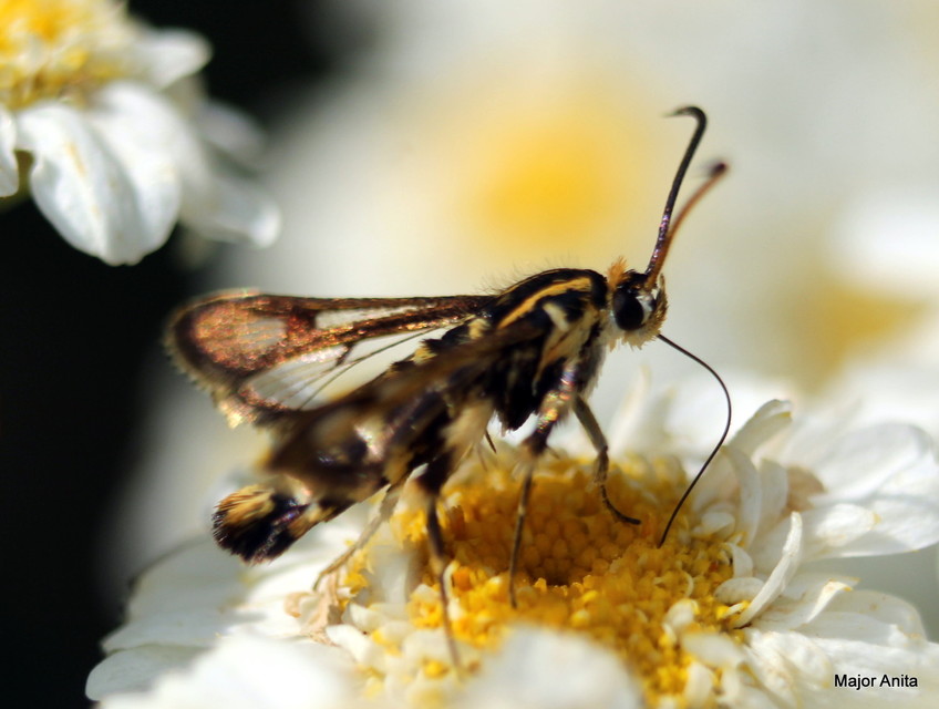 Sesiidae - szitkárfélék