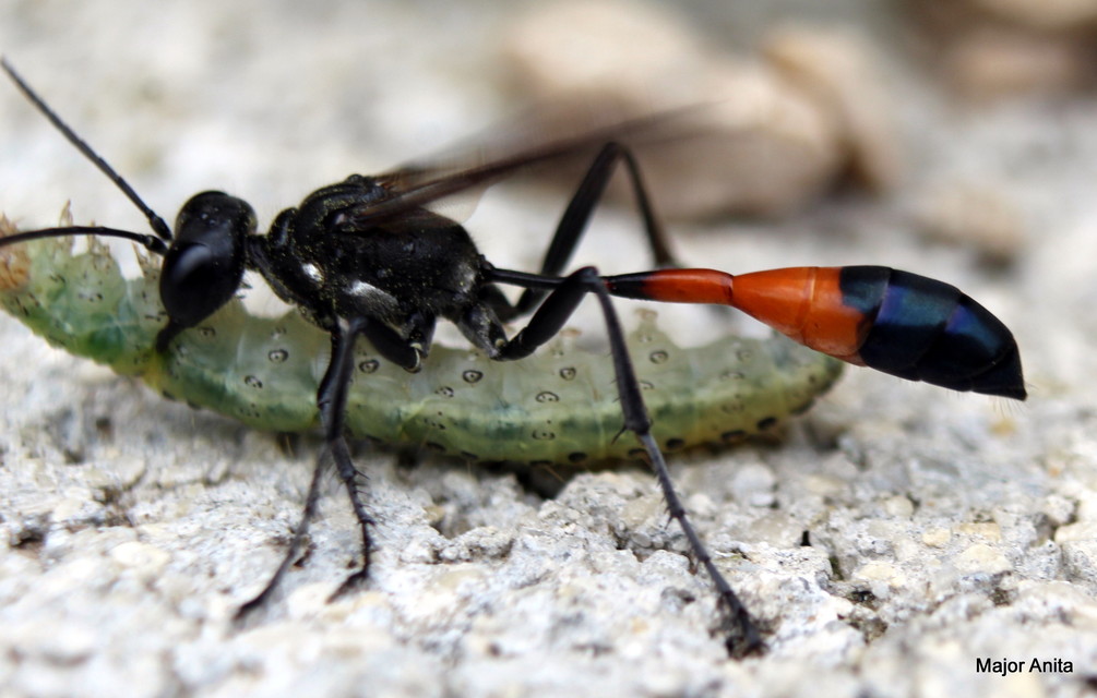 Ammophila