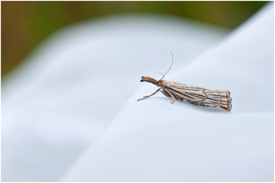 Chrysocramboides craterella - rácsos fűgyökérmoly