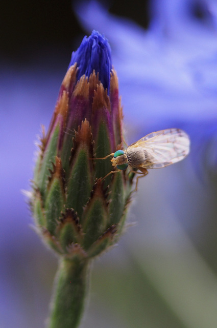 Tephritidae - fúrólégyfélék