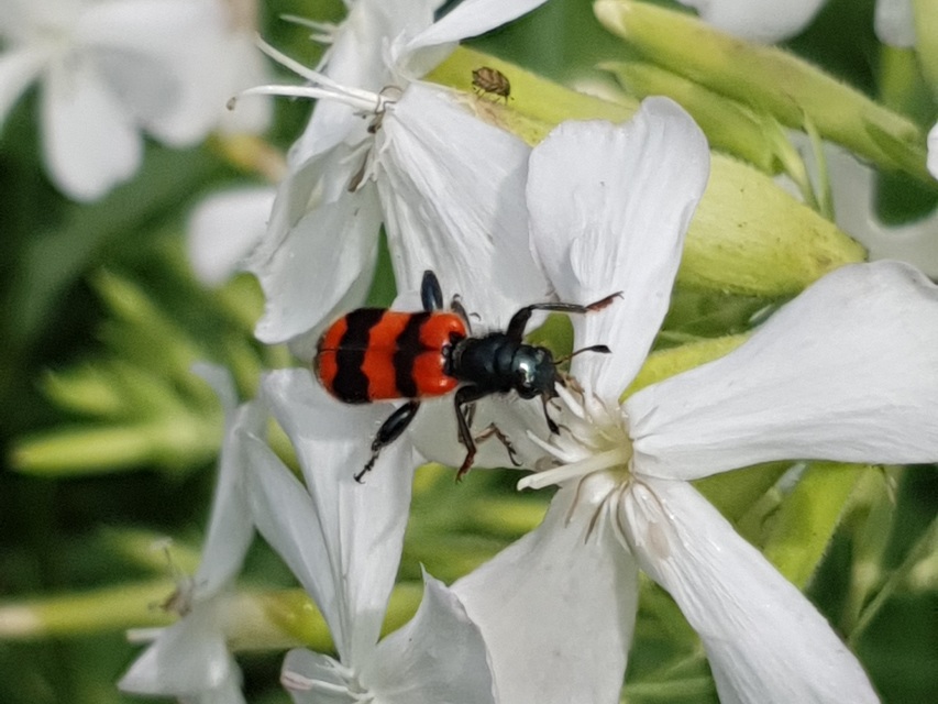 Trichodes apiarius - szalagos méhészbogár