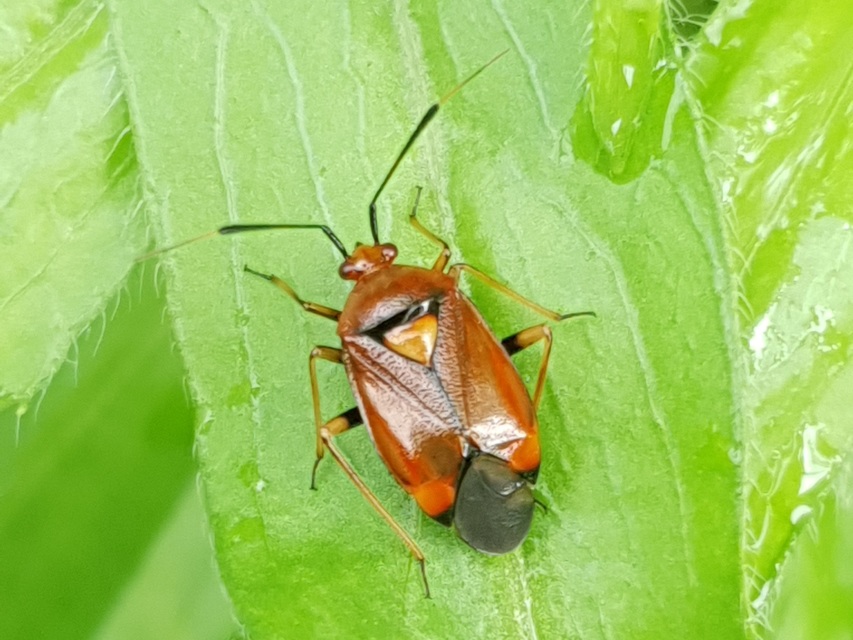 Deraeocoris ruber - vöröses mezeipoloska
