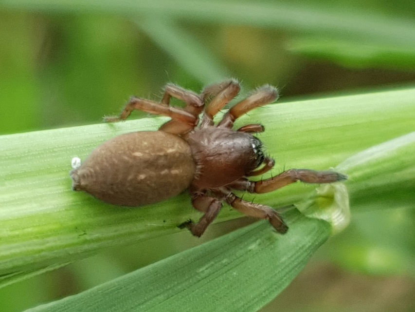 Haplodrassus