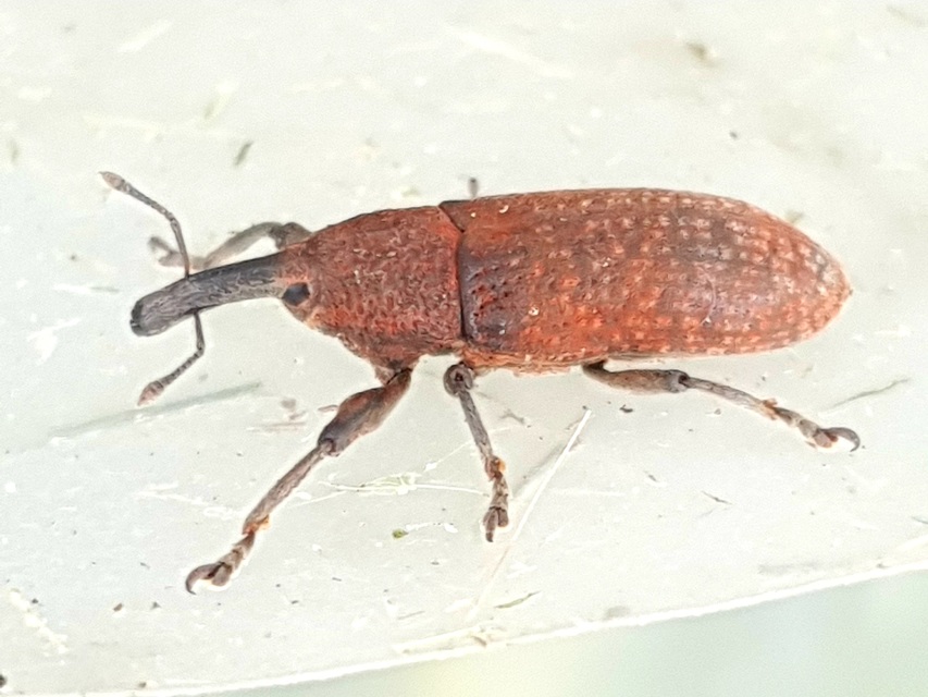 Lixus bardanae - lórom-dudvabarkó