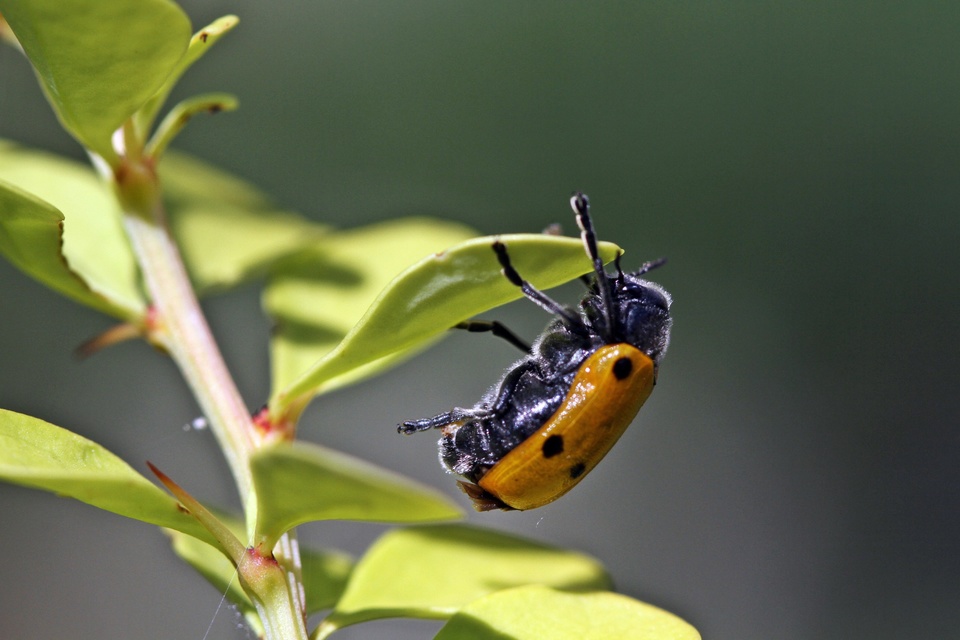 Lachnaia sexpunctata - szőrösnyakú zsákhordóbogár