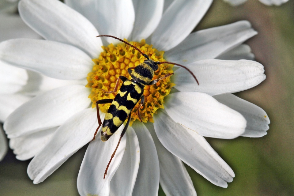 Echinocerus floralis - lucerna-darázscincér