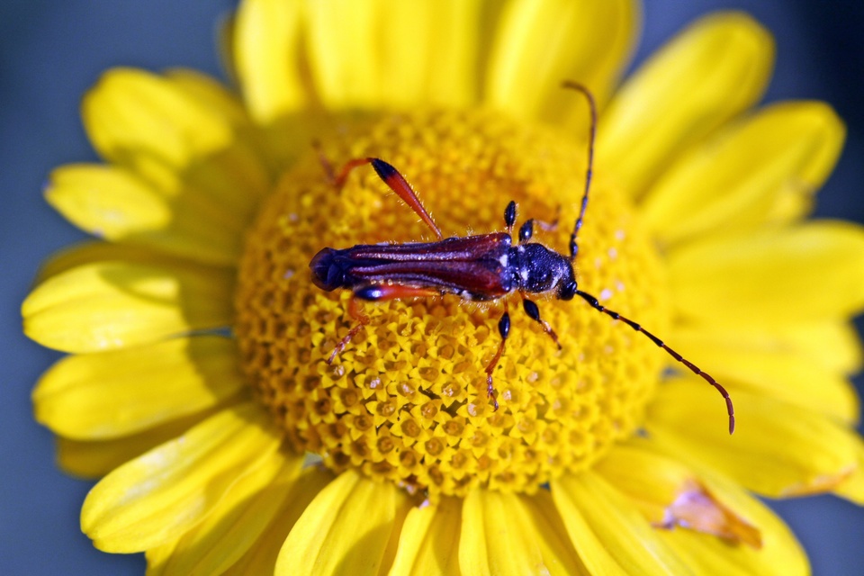 Stenopterus rufus - tarkacsápú keskenyfedőscincér