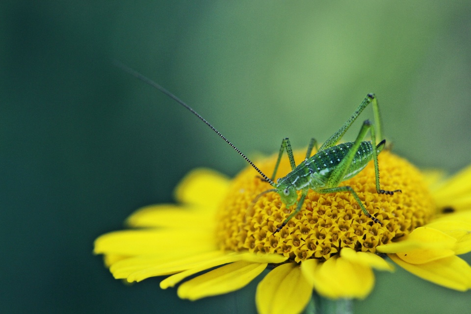 Leptophyes albovittata - közönséges virágszöcske