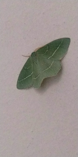 Hemistola chrysoprasaria - kékes zöldaraszoló